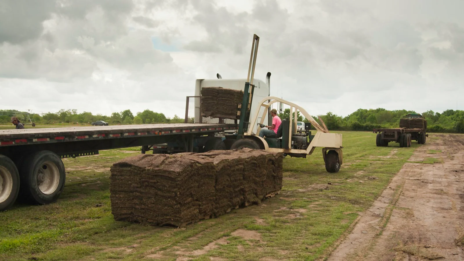 Turf harvesting equipment beside stacked rolls of sod on a broad grass production field