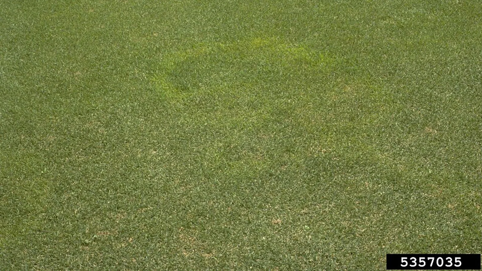 A lawn showing discolored patches documented as yellow patch caused by Rhizoctonia cerealis