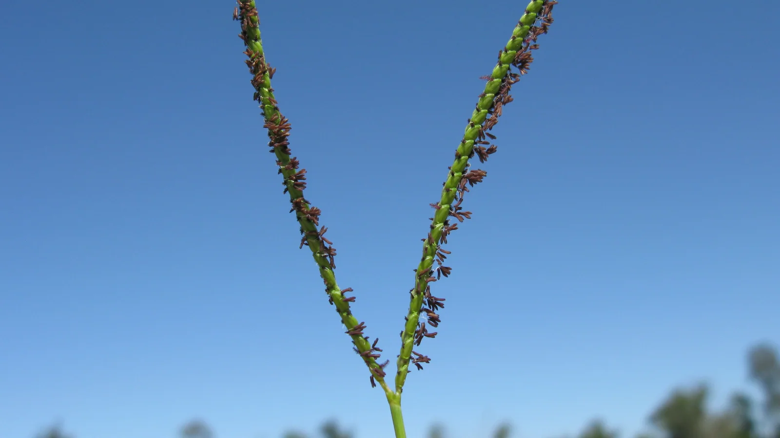 Two V-shaped bahiagrass flowerheads rising against a clear blue sky