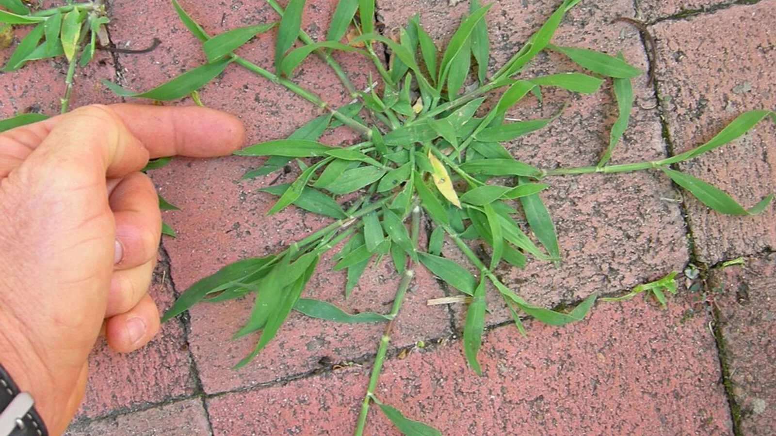 A sprawling large crabgrass plant, Digitaria sanguinalis, growing between paving bricks