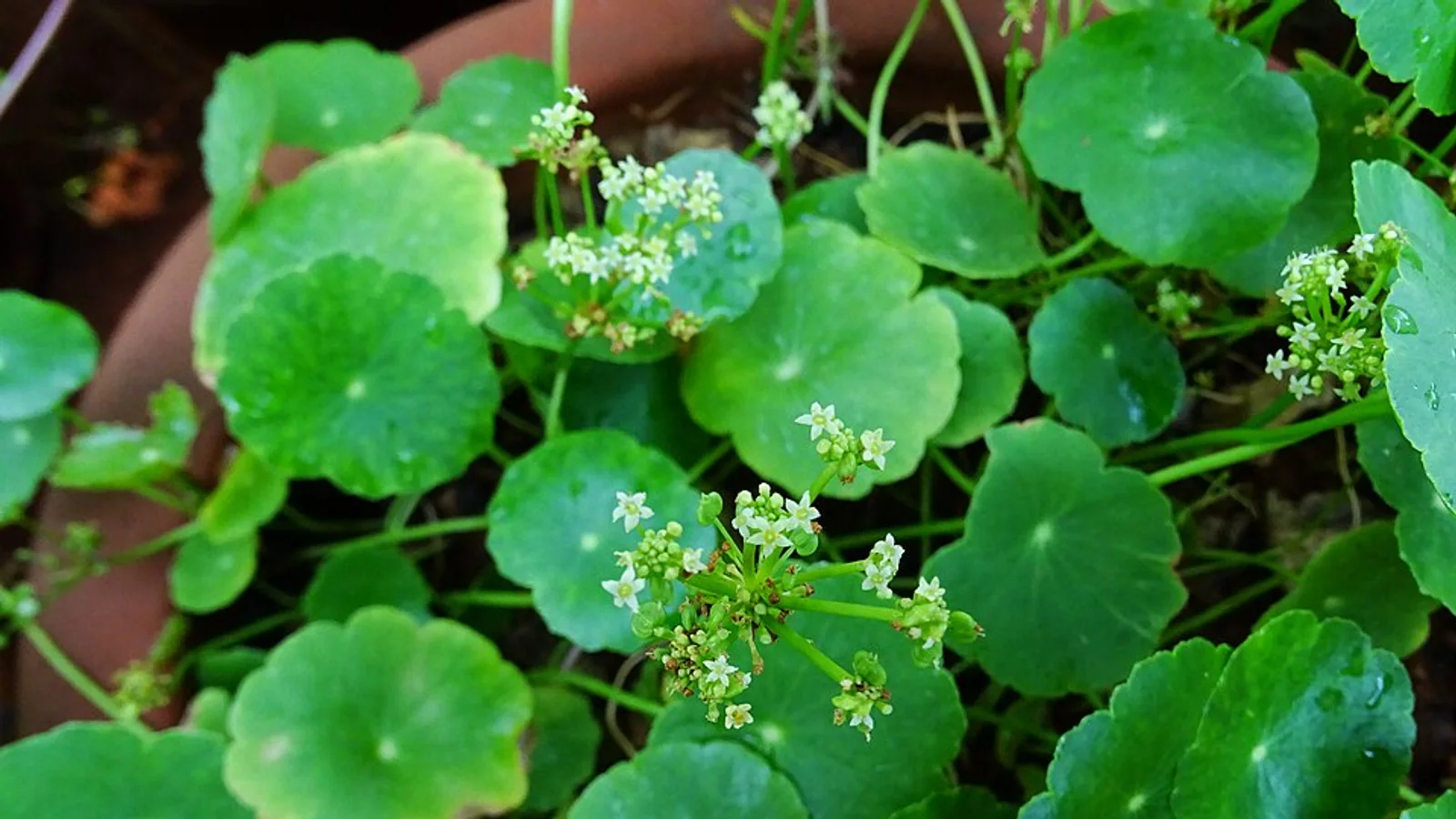 Dollarweed, Hydrocotyle umbellata, with round leaves and small white flower clusters