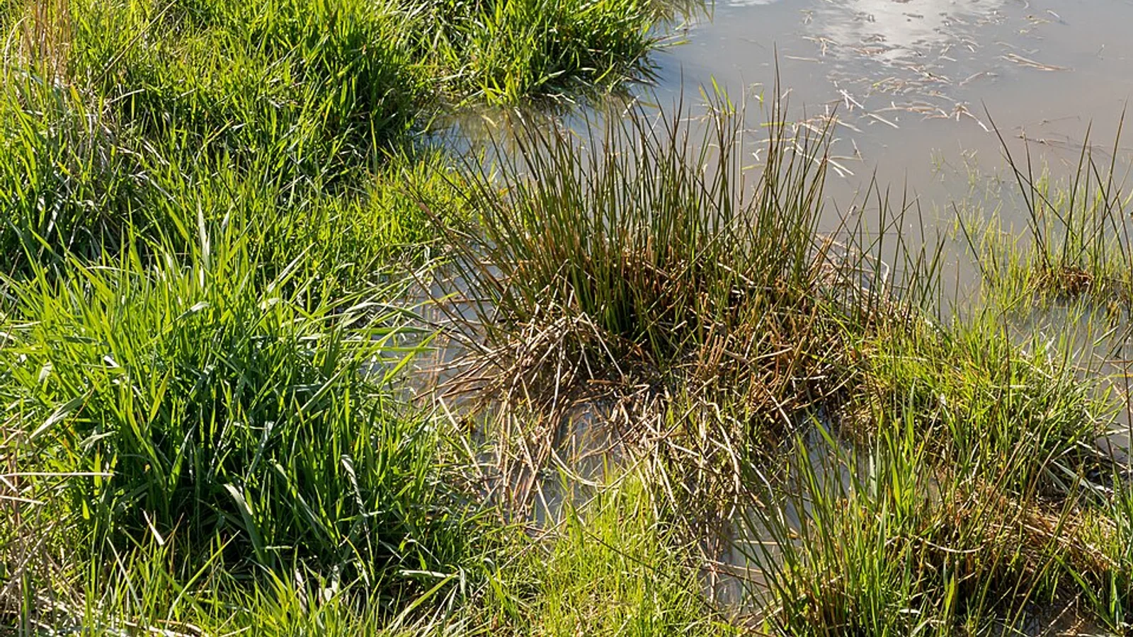 Tufts of grass surrounding a shallow area of standing water