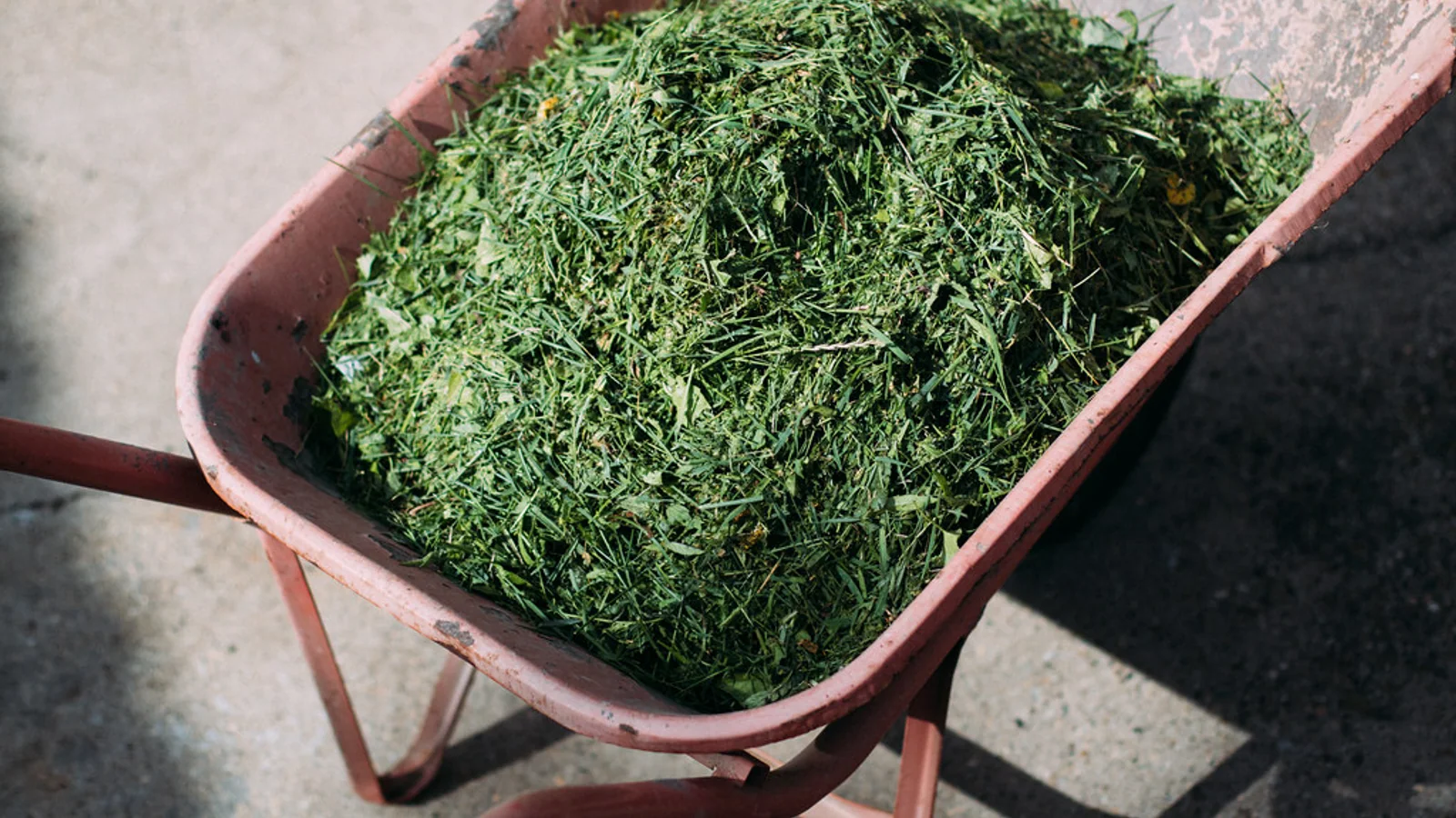 A wheelbarrow is filled with freshly cut green grass clippings.