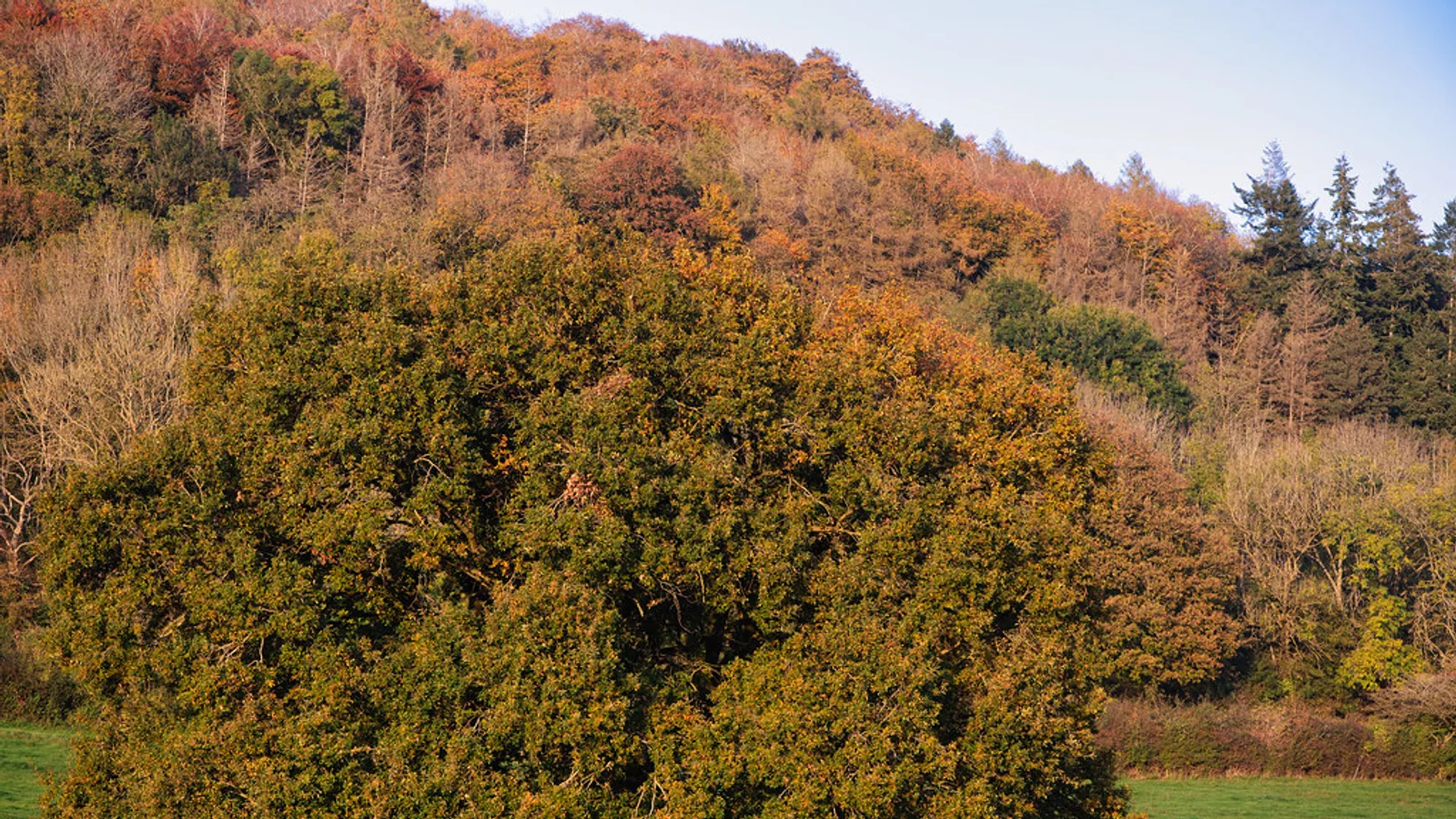 A broad mature tree grows in grass at the edge of an autumn woodland.