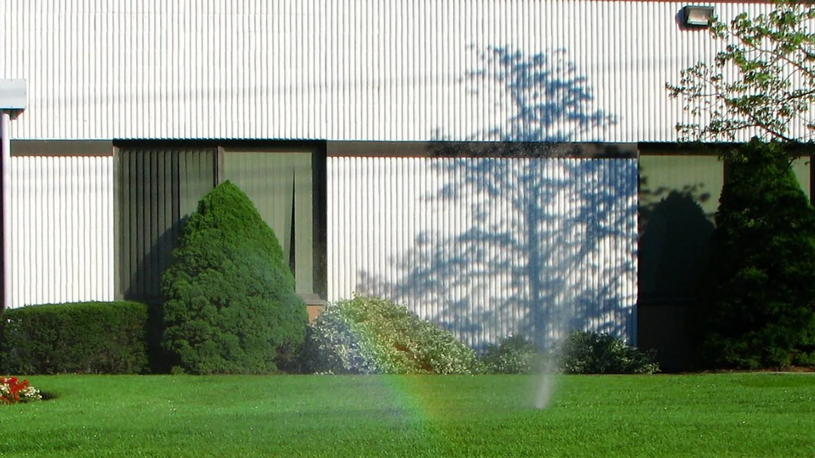 A sprinkler applying water across a broad green lawn in front of shrubs