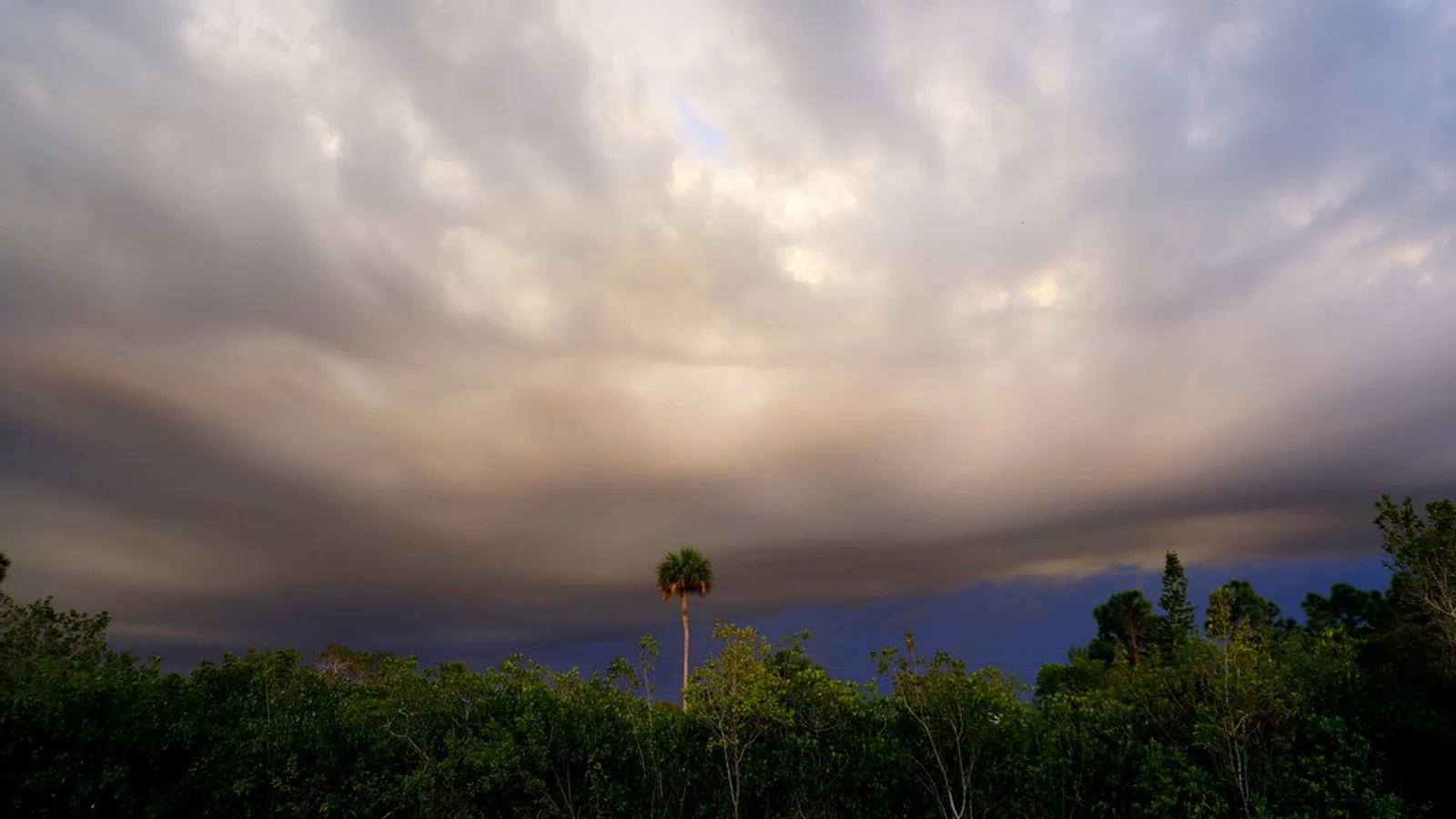 Dark storm clouds gather above palms and low vegetation.
