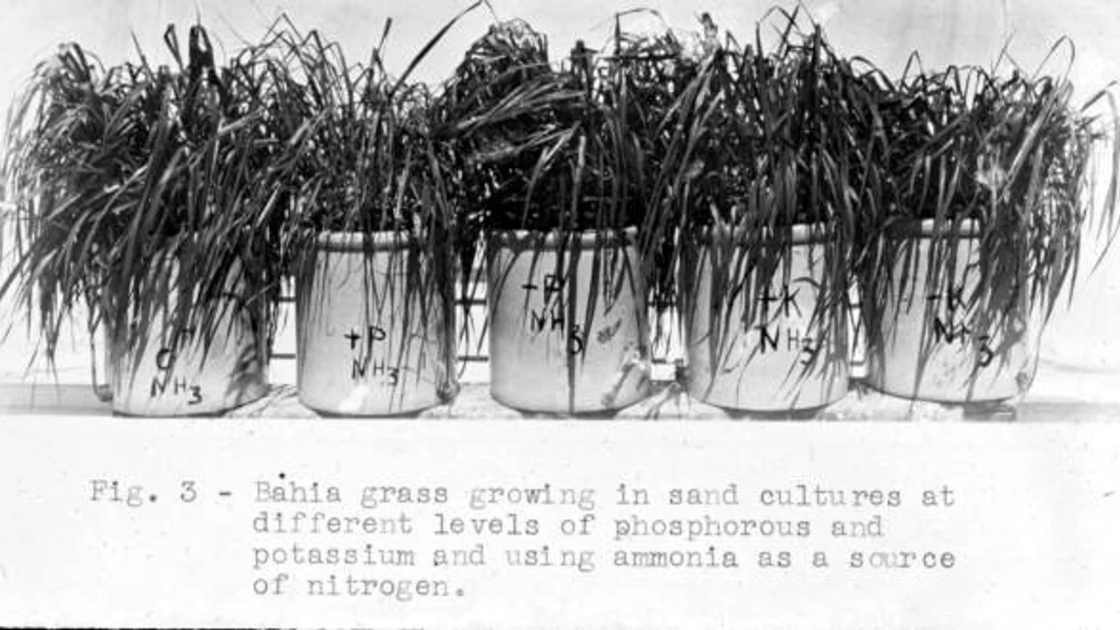 Historic Florida agricultural photograph of bahiagrass growing in separate sand culture containers