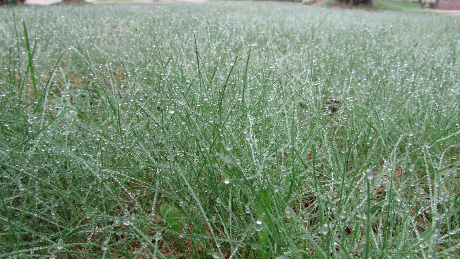 Low view across wet lawn grass covered with fine water droplets after a shower