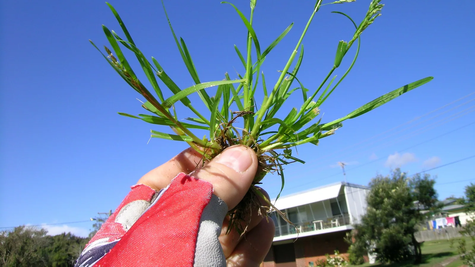 An annual bluegrass plant, Poa annua, held to show its leaves and seedheads