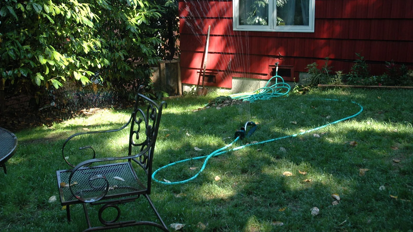 A hose-fed sprinkler watering a partly shaded backyard lawn