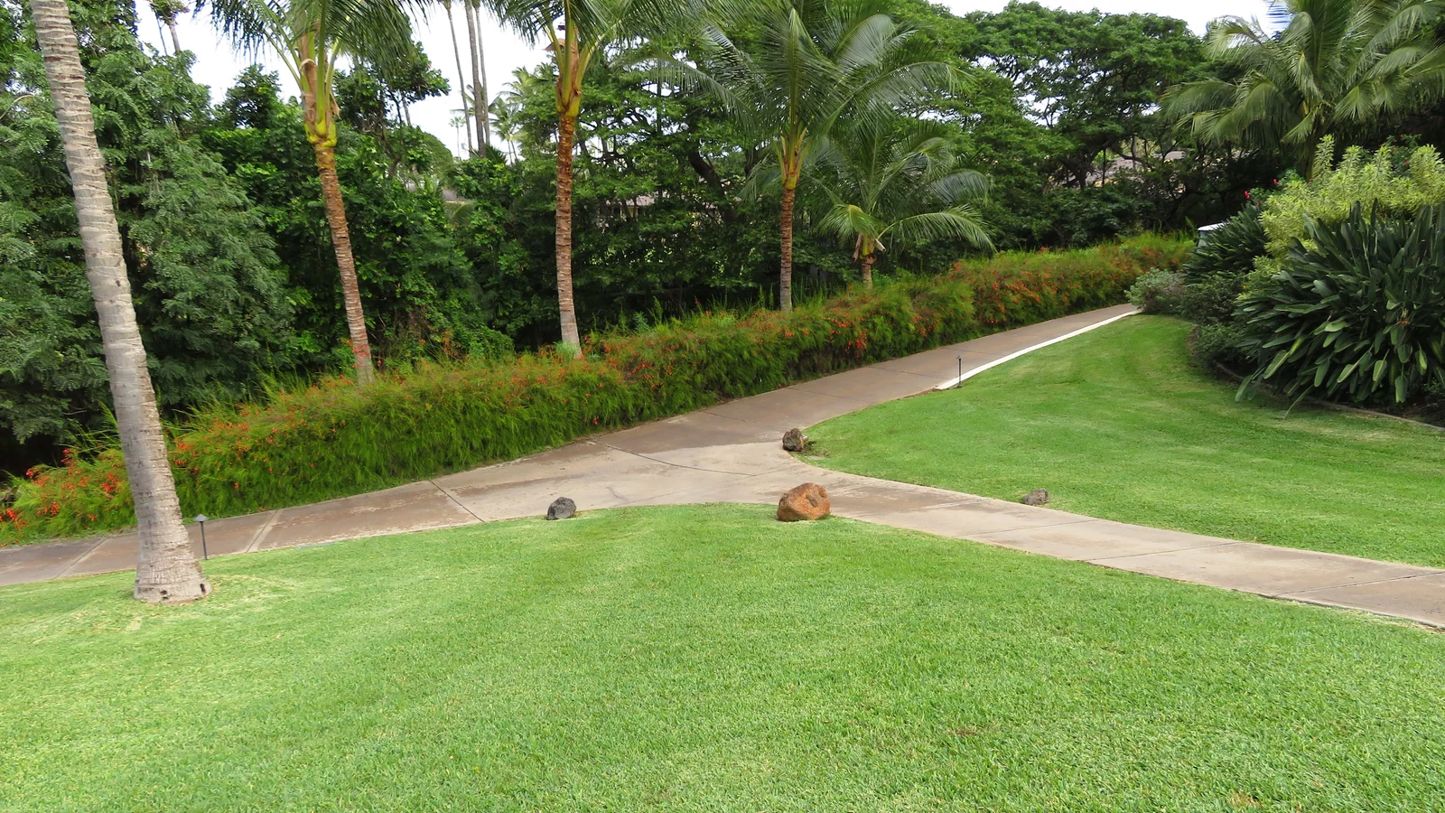 Dense green St. Augustinegrass lawn bordering intersecting paths and tropical landscape plants